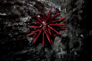 「パイプウニ」のサムネイル画像