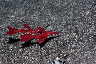 「カミソリウオ」のサムネイル画像