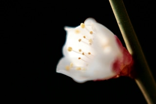 「白梅」のサムネイル画像