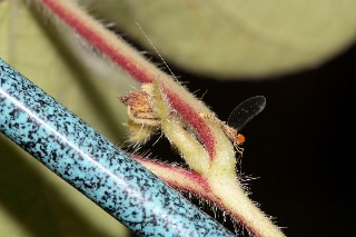 「謎生物」のサムネイル画像