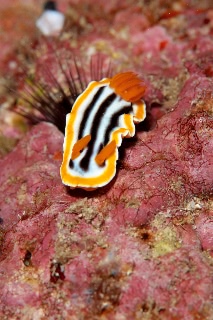 「シライトウミウシ」のサムネイル画像