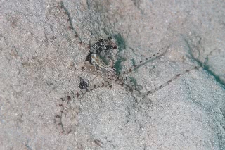 「ミミックオクトパス(Mimic Octopus)」のサムネイル画像