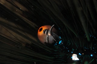 「アマノガワテンジクダイ(バンガイ・カーディナルフィッシュ,banggai cardinalfish)」のサムネイル画像