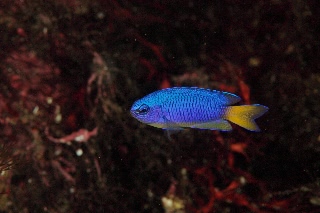 「ソラスズメダイ(Caerulean damsel fish)」のサムネイル画像