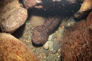 「オオサンショウウオ(ハンザキ,Japanese giant salamander,JGS)」のサムネイル画像