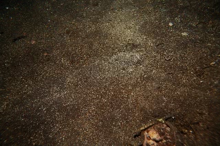 「メガネウオ」のサムネイル画像