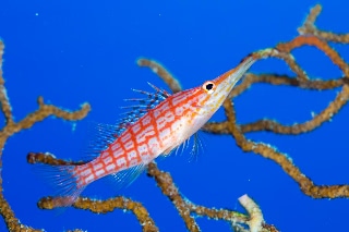 「クダゴンベ(longnose hawkfish)」のサムネイル画像