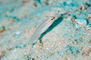 「無題」のサムネイル画像