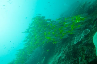 「セイロンベンケイ(はからめ,葉から芽,マザーリーフ)」のサムネイル画像