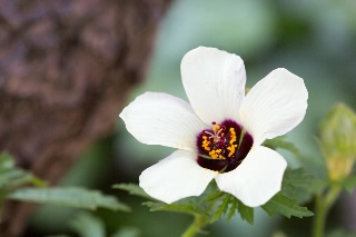 「ギンセンカ(ハイビスカス・トリオナム,銀銭花)」のサムネイル画像