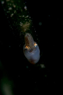 「ヒメイカ」のサムネイル画像