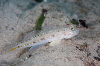 「ケショウハゼ」のサムネイル画像