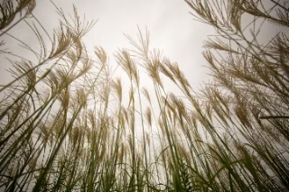 「ススキ」のサムネイル画像