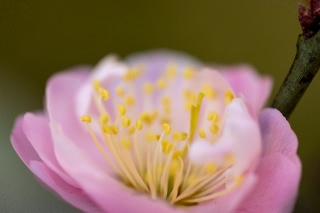 「ウメ」のサムネイル画像