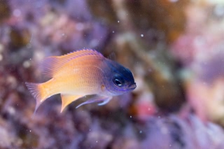 「レモンスズメダイ」のサムネイル画像