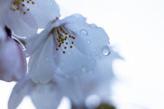 「ソメイヨシノ(染井吉野)」のサムネイル画像