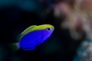 「無題」のサムネイル画像