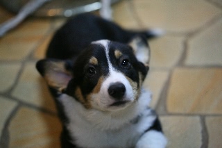 「ウェルシュ・コーギー・カーディガン(Cardigan Welsh Corgi)」のサムネイル画像