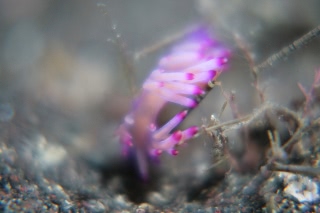 「セスジミノウミウシ」のサムネイル画像