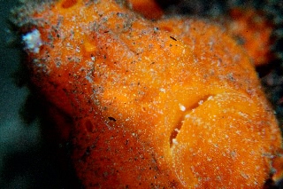 「オオモンイザリウオ(Giant frogfish,オオモンカエルアンコウ)」のサムネイル画像