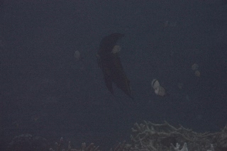 「アカククリ(Long finned batfish,Dusky batfish)」のサムネイル画像