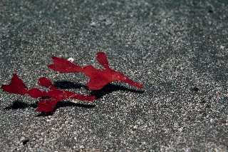 「カミソリウオ」のサムネイル画像