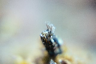「トウシマコケギンポ」のサムネイル画像