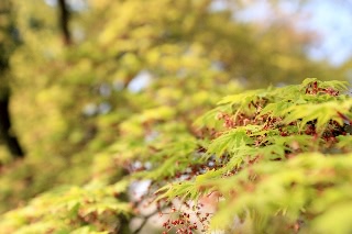 「イロハカエデ」のサムネイル画像