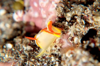 「シフォプテロン・クアドリスピノーサム」のサムネイル画像