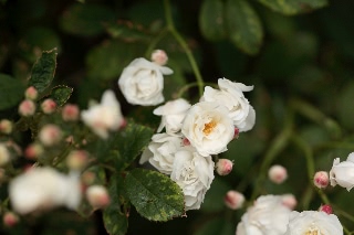 「群星」のサムネイル画像
