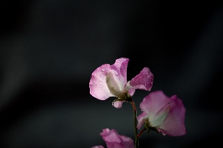 「スイートピー(カオリエンドウ,ジャコウレンリソウ,ジャコウエンドウ)」のサムネイル画像