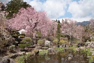 「ヤエベニシダレ(八重紅枝垂)」のサムネイル画像