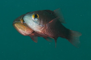 「yellow-eye cardinalfish(イエローアイ カーディナルフィッシュ)」のサムネイル画像