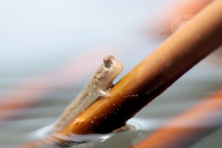 「トビハゼ(Shuttles hoppfish)」のサムネイル画像