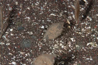 「謎生物」のサムネイル画像