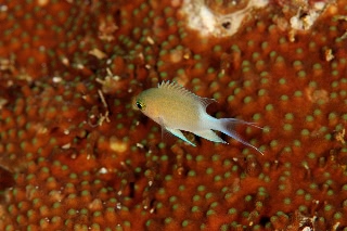 「無題」のサムネイル画像