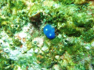 「イバラカンザシ(Christmas tree worm)」のサムネイル画像