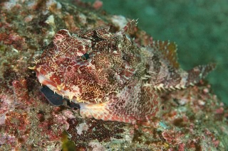 「オニカジカ」のサムネイル画像