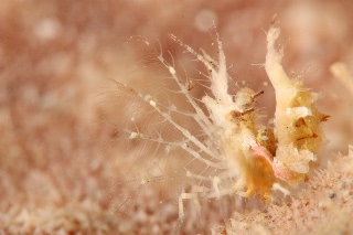 「オリヅルエビ」のサムネイル画像