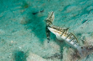 「サラサハゼ(White-barred Goby)」のサムネイル画像
