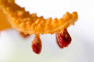 「ツルレイシ(ニガウリ,ゴーヤ)」のサムネイル画像