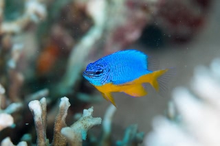 「ロイヤルデムワーゼル(Azure demoiselle)」のサムネイル画像