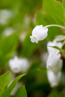 「ドウダンツツジ」のサムネイル画像