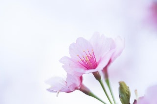 「アタミザクラ」のサムネイル画像