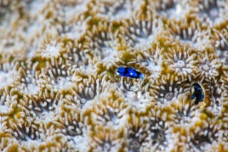 「ルリツボムシ」のサムネイル画像