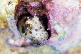 「モンツキカエルウオ」のサムネイル画像