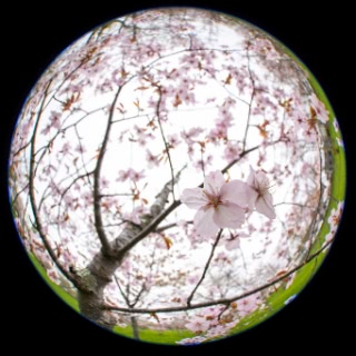 「オオヤマザクラ(エゾヤマザクラ,ベニヤマザクラ)」のサムネイル画像