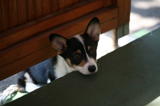 「ウェルシュ・コーギー・カーディガン(Cardigan Welsh Corgi)」のサムネイル画像