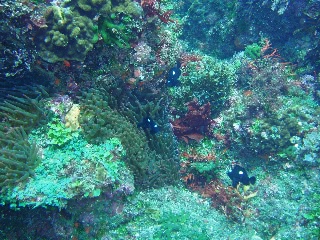 「ミツボシクロスズメダイ(Three-spot Humbug)」のサムネイル画像