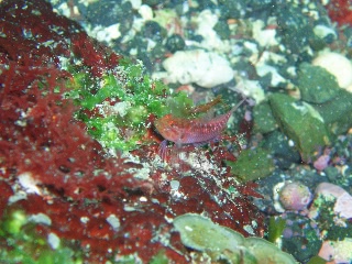 「ヒメギンポ」のサムネイル画像